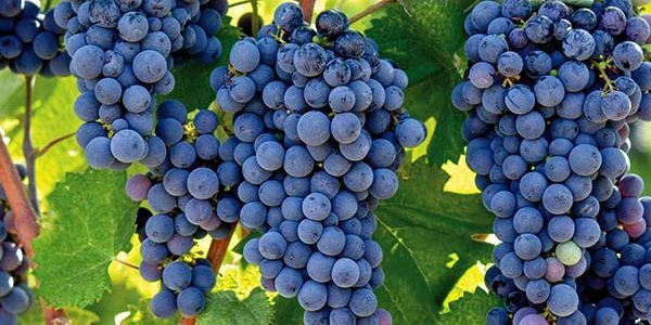 Californian clearance wine grape