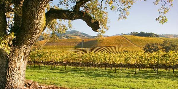 Top 10 Reasons to Drive Through Wine Country - SelfTour GPS Guided App